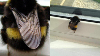 Chú ong bị "thần heo nhập", chăm chỉ hút mật đến độ béo ục ịch không cất nổi cánh bay!