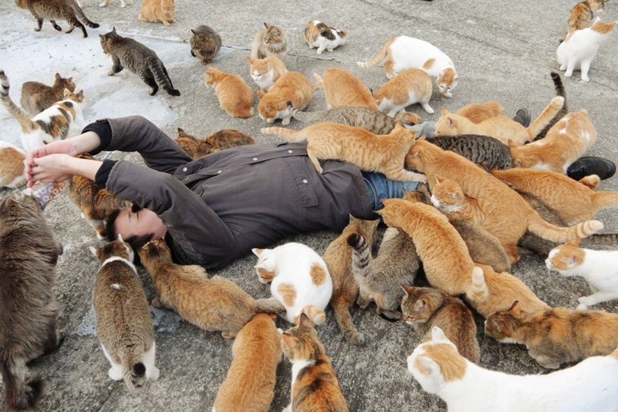 Giải mã những cái chết bí ẩn trên đảo mèo nổi tiếng Nhật Bản