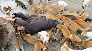Giải mã những cái chết bí ẩn trên đảo mèo nổi tiếng Nhật Bản