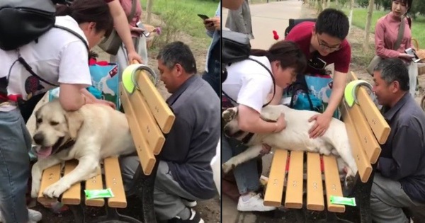 Cảnh khuyển về hưu mắc kẹt vào ghế ở công viên vì quá... thừa cân khiến cư dân mạng vừa buồn cười vừa thương