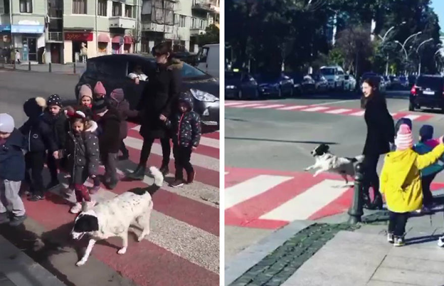 Cảm động câu chuyện chú chó luôn dẫn trẻ em qua đường mỗi ngày