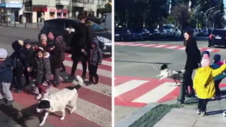 Cảm động câu chuyện chú chó luôn dẫn trẻ em qua đường mỗi ngày