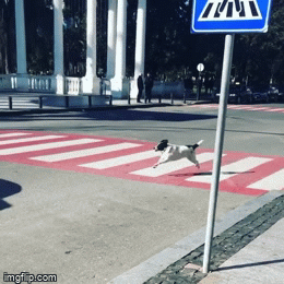 Cảm động câu chuyện chú chó luôn dẫn trẻ em qua đường mỗi ngày