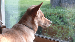 Chú chó đều đặn 3 lần một ngày nhìn ra cửa sổ suốt 6 tháng liền bỗng dừng hẳn rồi sinh trầm cảm, chủ tìm hiểu mới biết lý do tại sao