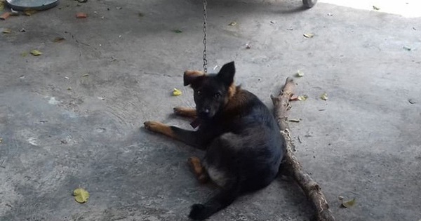 Hy hữu: Chú chó bị 2 gia đình tranh chấp quyền nuôi dưỡng, tăng cân vù vù khi bị "tạm giữ" tại trụ sở công an