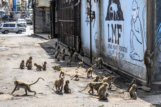 Loạt ảnh khỉ nghiện sex chiếm đóng thành phố tại Thái Lan trông không khác gì phim kinh dị viễn tưởng