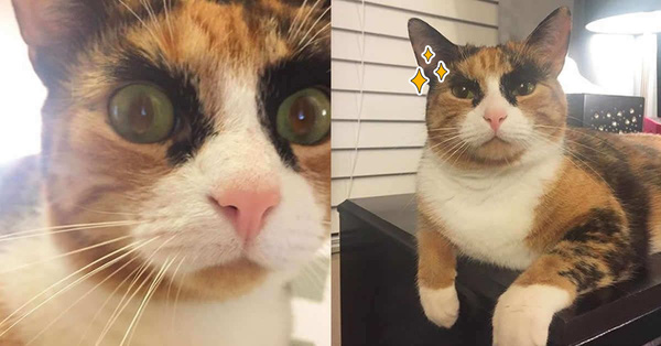 Mang thần thái "siết nợ", cô mèo ghê gớm nổi đình đám khắp nơi trên mạng xã hội