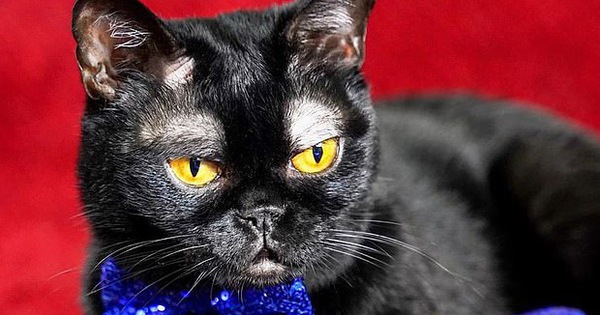 Trời sinh chỏm lông mày trắng, chú mèo bỗng dưng mang gương mặt u sầu khiến MXH chao đảo