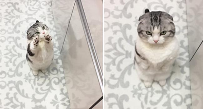 Biểu cảm 'dỗi cả thế giới' của chú mèo khi đòi chủ nhân ôm nhưng không được