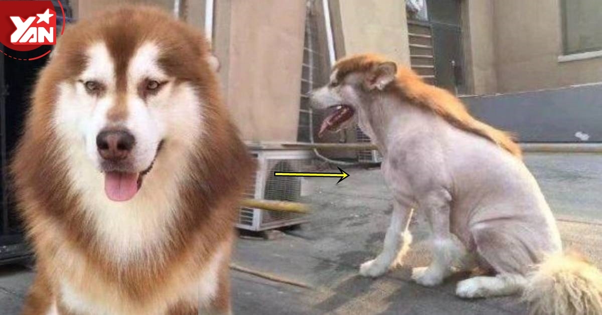 Đưa chó cho bố trông ba ngày, cô gái khóc ngất khi chó mang nguyên quả đầu khá bảnh