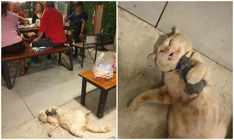 Chủ nhờ trông quán, mèo cưng ôm chuột ngủ ngon lành