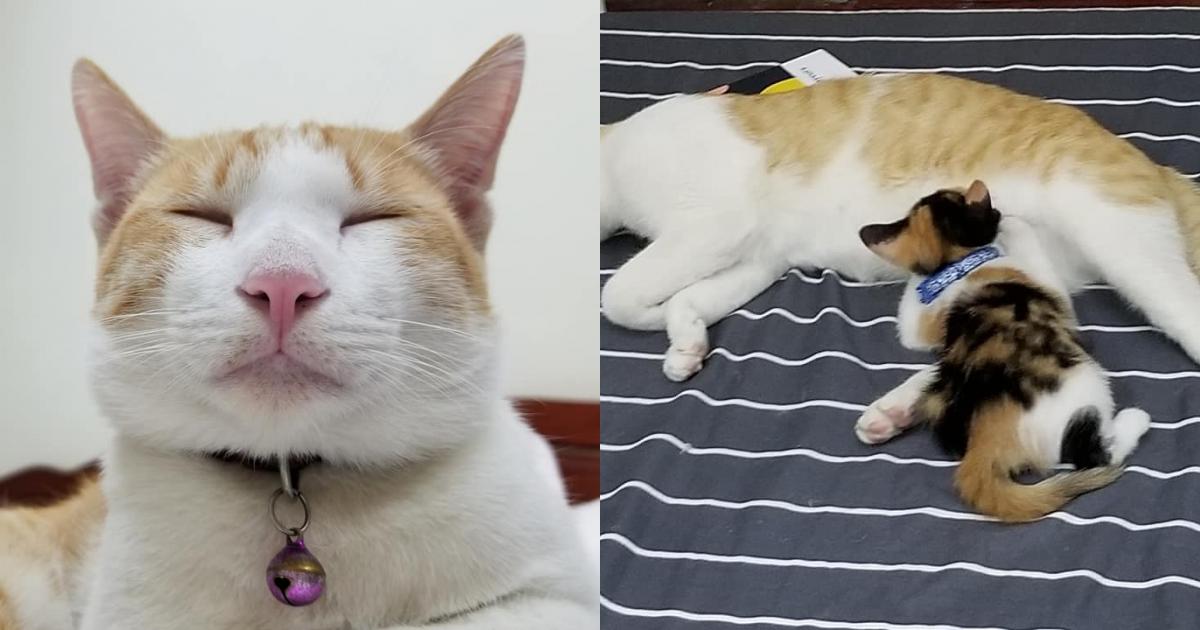 Mèo “công công” tình nguyện làm bảo mẫu, nhìn cái mặt phê pha khi cho mèo con bú của “bà mẹ bất đắc dĩ” này mới thật buồn cười!