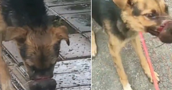 Hình ảnh chú chó đói bụng nhưng không thể ăn vì miệng bị buộc chặt khiến ai chứng kiến cũng phải xót xa