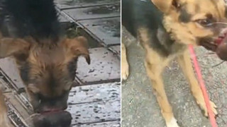 Hình ảnh chú chó đói bụng nhưng không thể ăn vì miệng bị buộc chặt khiến ai chứng kiến cũng phải xót xa