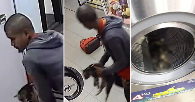 Nhốt 3 con mèo vào lồng máy giặt đến chết, người đàn ông đối mặt với án tù 3 năm