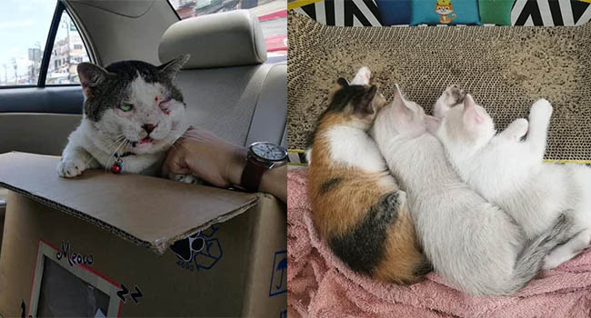 Con mèo ɡіаnɡ hồ, sau khi bỏ nhà ra đi hơn 5 ngày liền quay trở về với vợ và 3 đứa con, CĐM nghi “đổ vỏ” cao