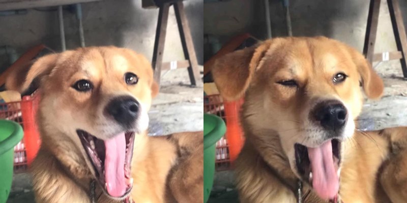 Chú cún biểu cảm sống động khi ngáp gây sốt MXH, trở thành "hot face"