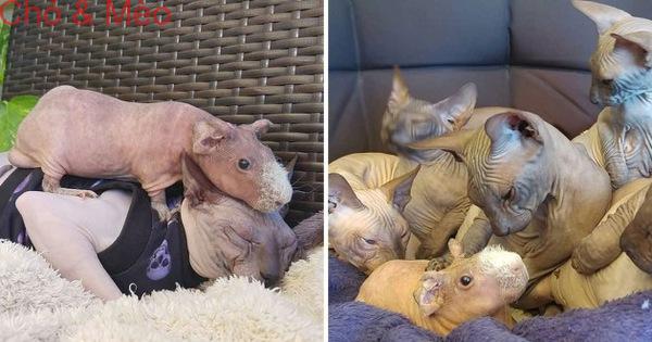 Lớn lên với toàn mèo, chú chuột lang trọc lông còn không biết mình là chuột đang khiến cộng đồng mạng phát sốt vì quá dễ thương