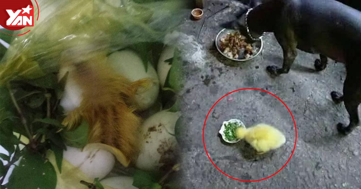 Dân mạng đua nhau khoe trứng nở thành vịt giữa trời nóng bức