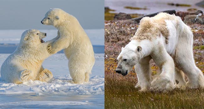 Gấu Bắc Cực sắp biến мấᴛ vĩnh viễn khỏi trái đất vì con người