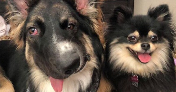 Chó mặt xếch vừa thương vừa buồn cười trở thành bác sĩ tâm lý cho động vật khuyết tật