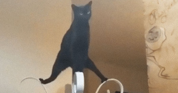 Khi lũ mèo lên cơn "ngáo" khiến mọi người hết hồn vì tưởng chúng đã thành tinh