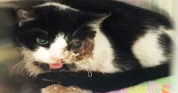 Bị chôn sống, mèo "thây ma" vẫn thoát chết, bò lên khỏi mộ sau 5 ngày