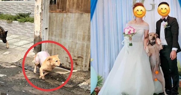 Chó cưng đuổi làm cô gái ngã xe, chàng trai bất đắc dĩ phải đưa đi viện, tự nhiên có vợ nhờ Boss