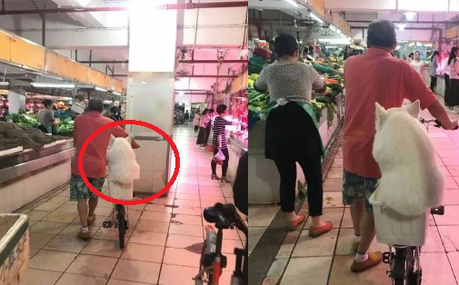 Chó Samoyed béo được chủ chiều hết mực, cho ngồi giỏ xe cùng đi chợ