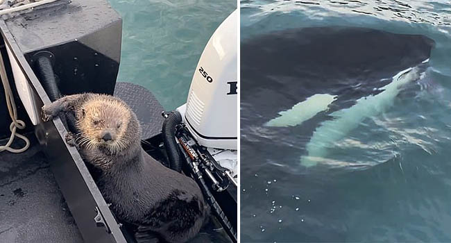 Bị cá voi truy sát, Rái cá nhảy lên thuyền của Hooman để trốn