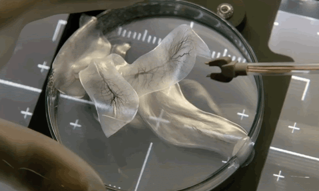 Điểm danh 10 phim kinh dị có kết thúc thê thảm nhất màn ảnh P2  8