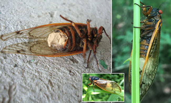 Chùm ảnh nấm ảo giác biến ve sầu thành xác sống nghiện tình dục kinh dị như phim