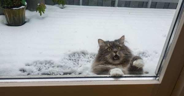 Loạt mèo xứng đáng nhận giải Oscar vì lúc nào cũng drama