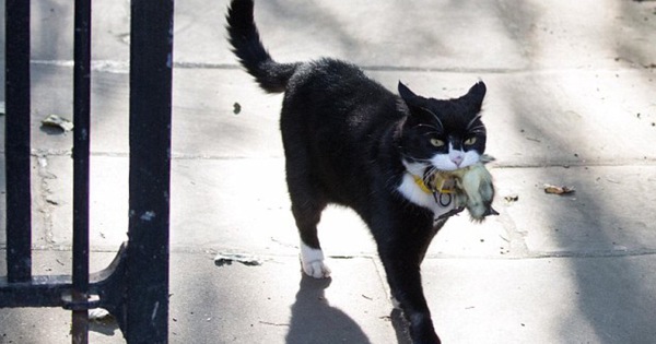 Mèo Palmerston - "tổng quản" diệt chuột hàng đầu nước Anh đã chính thức về hưu