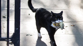 Mèo Palmerston - "tổng quản" diệt chuột hàng đầu nước Anh đã chính thức về hưu