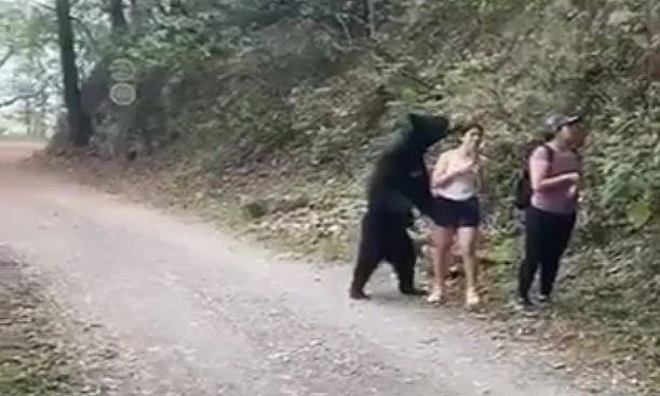 Gấu đen bị thiến sau khi vô tư "đụng chạm" nữ du khách trẻ