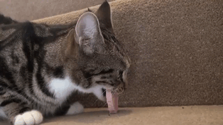 Loạt mèo ngớ ngẩn khiến bạn vừa tức vừa buồn cười - Ảnh 5.