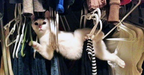 Loạt mèo ngớ ngẩn khiến bạn vừa tức vừa buồn cười