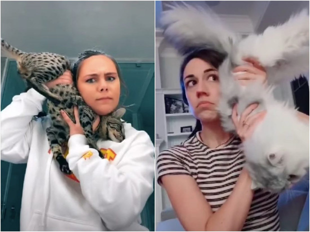 "The Queen is coming" - Người dùng TikTok đu trend nghe điện thoại bằng "boss mèo" có thể khiến mèo bị ảnh hưởng cột sống