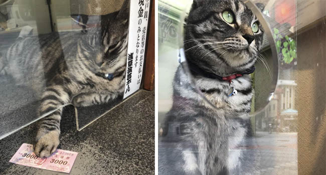 "Nhân viên bán vé" 4 chân trước cửa nhà hát Nhật Bản bỗng nổi như cồn vì sở hữu gương mặt cau có khó ở như đuổi khách!