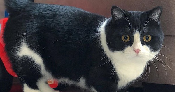 Chân ngắn tũn lại còn to ụ, boss mèo vẫn nổi rần rần trên MXH, đánh cắp trái tim của biết bao sen vì quá dễ thương