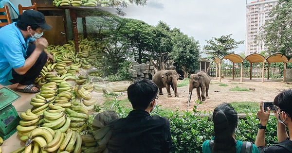 Người Sài Gòn góp cả chục tấn rau củ cùng hàng tỷ đồng, cứu đói bầy thú ở Thảo Cầm Viên trong mùa dịch Covid-19