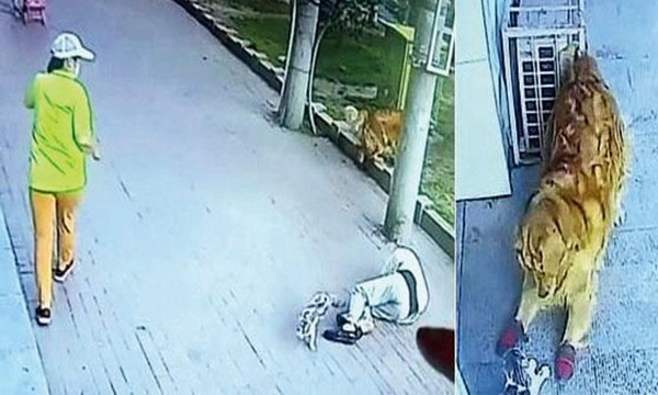 Đang đi thì mèo rơi trúng đầu, người đàn ông gãy cổ phải nhập viện