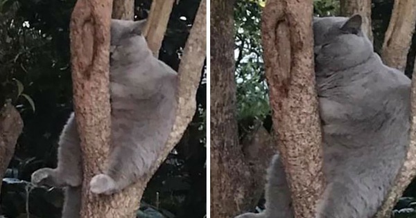 Bộ ảnh chứng minh nếu ngủ trên cây là nghệ thuật, thì bọn mèo là những nghệ sĩ đích thực