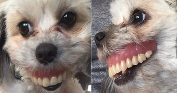 Gửi chó cưng cho bố trông hộ để đi làm, cô gái trở về ôm bụng cười với bộ dạng của con vật kèm theo câu chuyện "dở khóc dở cười"