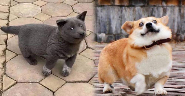 Gensaku: Idol mới nổi của làng chó Nhật, đáng yêu không kém Nguyễn Văn Dúi