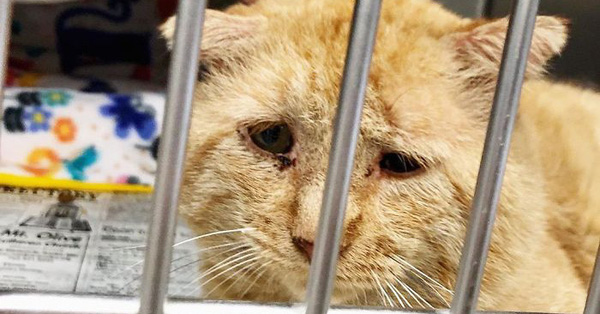 Bất chấp lời khuyên can, cô gái nhận nuôi chú mèo mặt buồn rười rượi và sự thay đổi ngoạn mục sau một năm khiến ai cũng trầm trồ