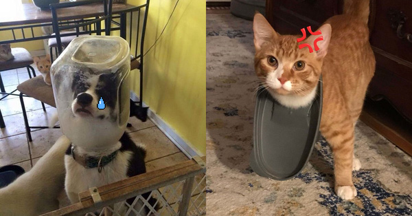 Loạt chó, mèo, chim, chuột vì quá đỗi ham ăn nên rơi vào bế tắc