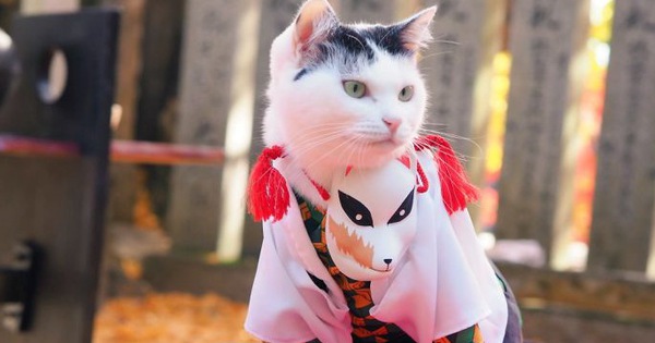 Chú mèo chuyên cosplay các nhân vật anime nổi tiếng, sở hữu 16 nghìn fan trung thành ngồi hóng ngày đêm