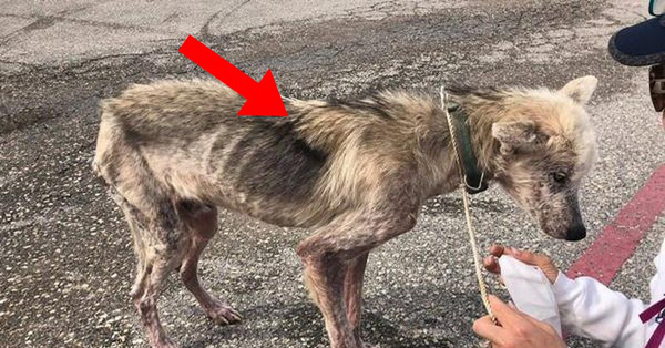 Bị chủ hành hạ bỏ cho chết đói, chú chó husky da bọc xương được cứu sống và "lột xác" ngoạn mục sau một thời gian ngắn